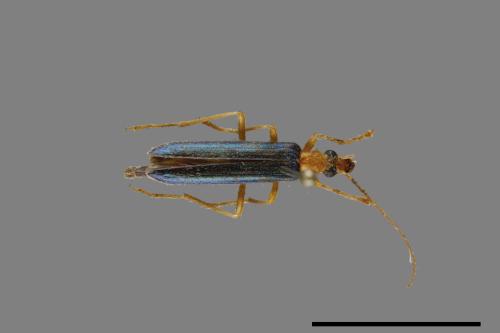 <已分類>Family：Cerambycidae[天牛科][00099641]