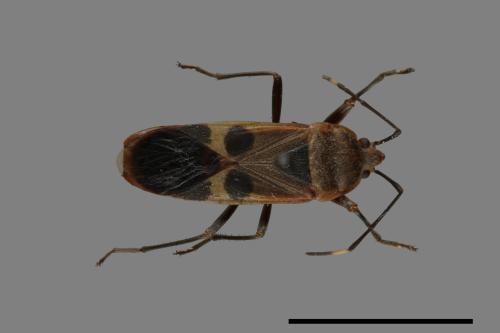 Physopelta gutta[大星椿象][00049062]