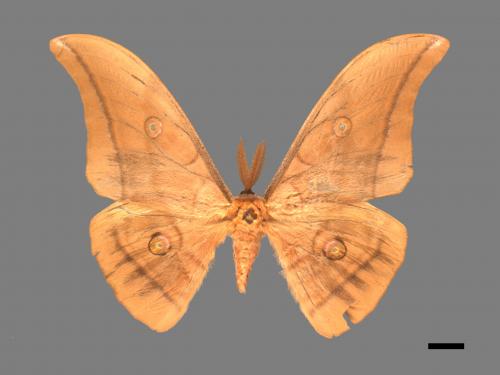 Antheraea yamamai superba[大透目天蠶蛾][00016159]