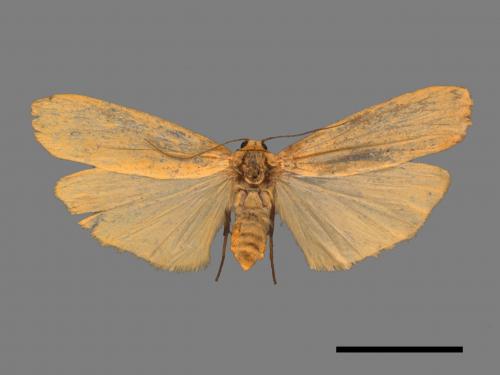 Eilema magnata[巨土苔蛾][00047882]