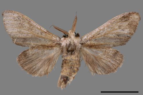 Syntypistis subgeneris subgeneris[淡紋舟蛾][00051493]