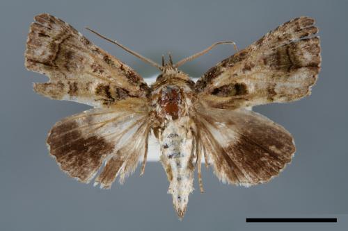 Aedia perdicipennis[00007028]