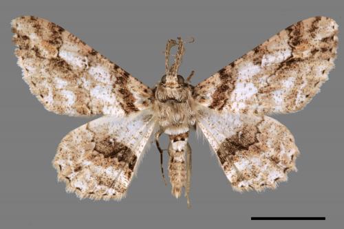 Cleora fraterna[黑腰鋸尺蛾][00023510]