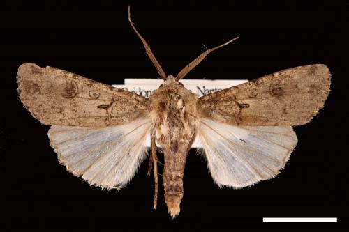 Agrotis segetum[蕪菁夜蛾][00024867]