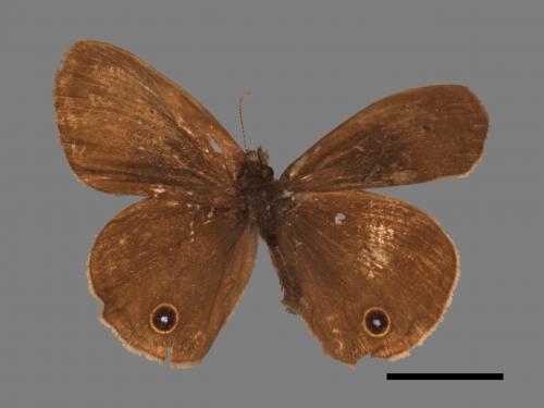 Ypthima multistriata[臺灣波紋蛇目蝶][00015319]