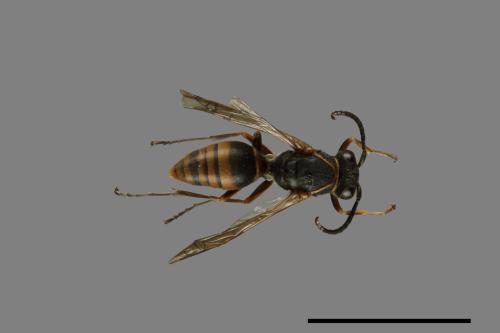 Polistes eboshinus[姬長腳蜂][00072602]