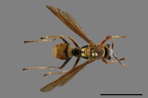 Polistes formosanus[00117576]