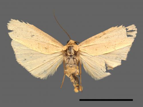 Eilema ranrunensis[乳白土苔蛾][00023649]