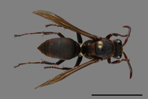 Polistes huisunensis[00117516]