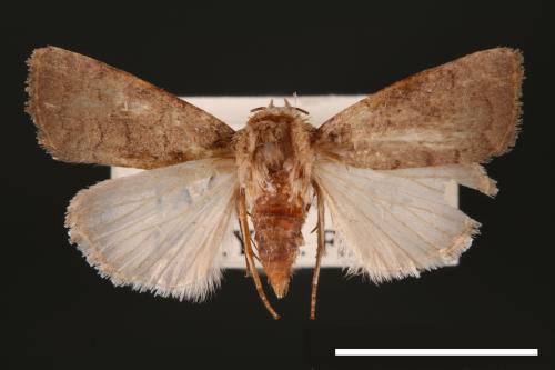 Athetis cognata[00003178]