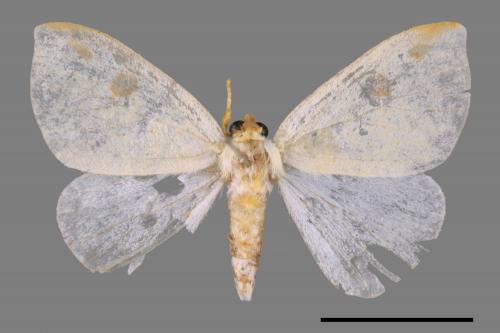 Topomesoides jonasii[扇毒蛾][00044580]