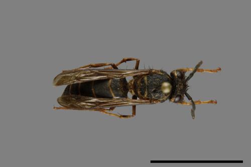 Vespula flaviceps[細黃胡蜂][00073301]