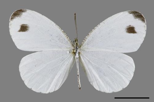 Leptosia nina niobe[黑點粉蝶][00094526]