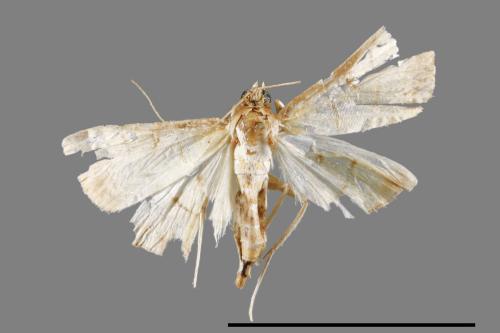 <已分類>Family：Crambidae[草螟科][00023322]