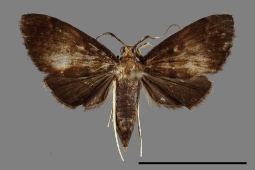 <已分類>Order：Lepidoptera[鱗翅目][00100674]
