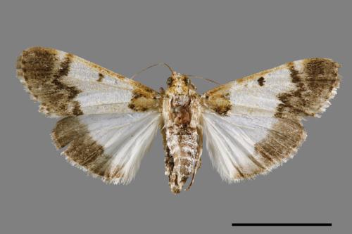 Teliphasa albifusa[00064405]