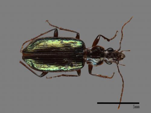 <已分類>Family：Carabidae[步行蟲科][00082936]
