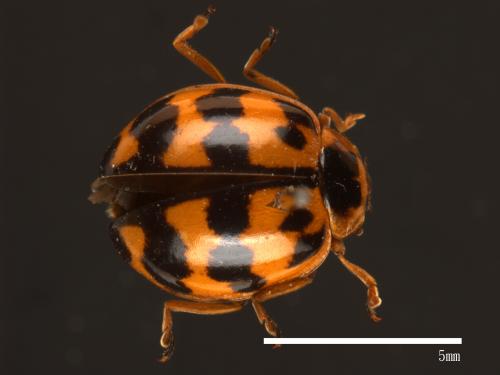 Harmonia octomaculata[八斑和瓢蟲][00085077]