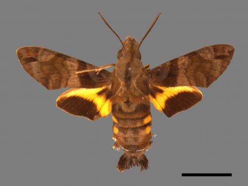 Macroglossum pyrrhosticta[黃斑長喙天蛾][00016494]