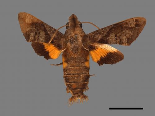 Macroglossum fritzei[佛瑞茲長喙天蛾][00016597]