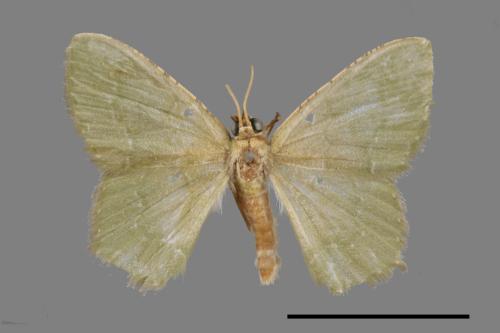 <已分類>Genus：Maxates[00069451]