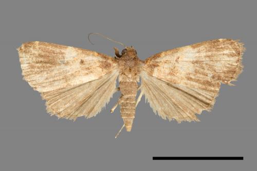 <已分類>Family：Noctuidae[夜蛾科][00011155]