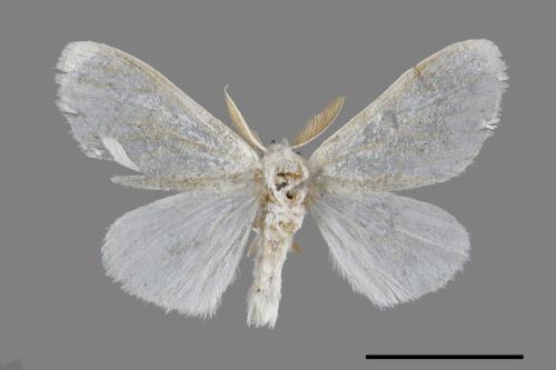 <已分類>Genus：Euproctis[00047021]