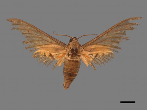 Ambulyx sericeipennis[臺灣鷹翅天蛾][00069690]