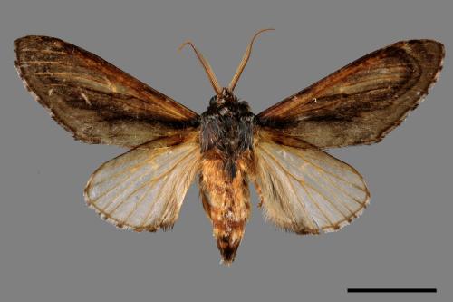 Fentonia macroparabolica[大漣紛舟蛾][00014512]