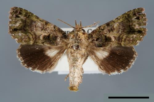 Aedia perdicipennis[00007057]