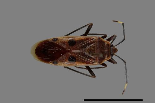 Physopelta quadriguttata[00040904]