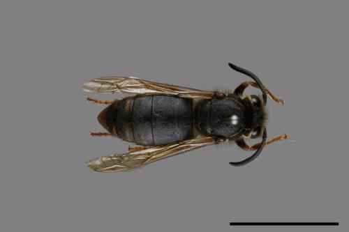 Vespula flaviceps[細黃胡蜂][00073188]