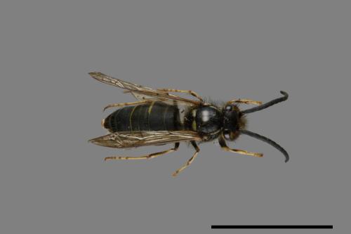 Vespula flaviceps[細黃胡蜂][00072929]