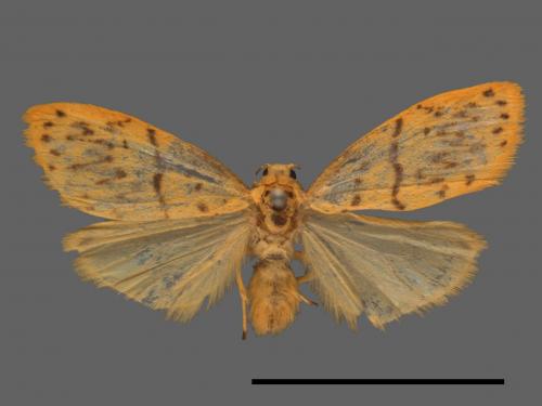 Asura alikangiae[關山豔苔蛾][00023251]