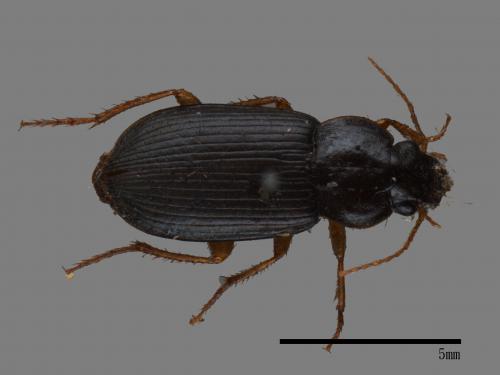 <已分類>Family：Carabidae[步行蟲科][00026138]