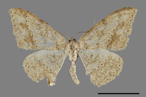 Luxiaria mitorrhaphes[雙斑鈎尺蛾][00091260]