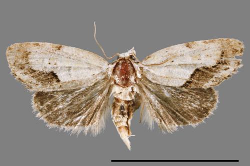 <已分類>Genus：Acontia[00009528]
