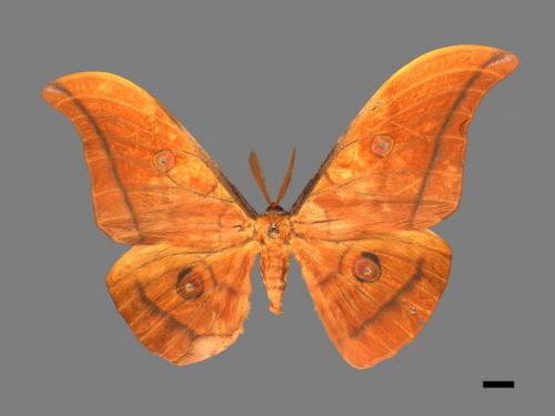 Antheraea yamamai superba[大透目天蠶蛾][00016264]