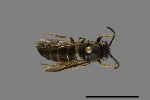 Vespula flaviceps[細黃胡蜂][00073196]