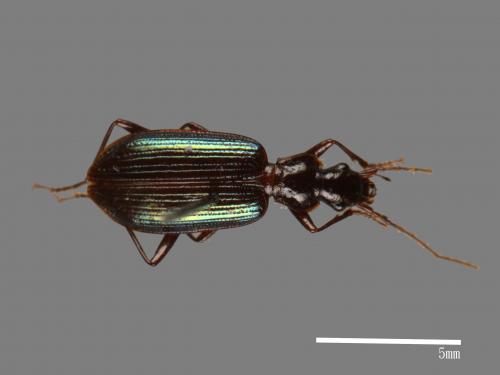 <已分類>Family：Carabidae[步行蟲科][00046255]