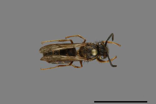 Vespula flaviceps[細黃胡蜂][00073215]