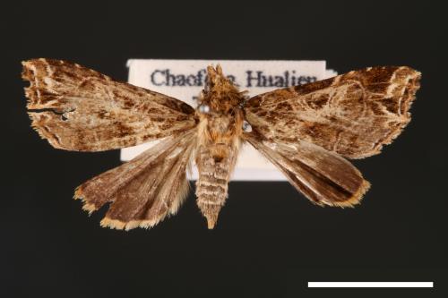 Callopistria phaeogona[暗角散紋夜蛾][00002478]