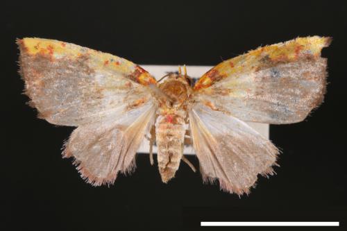 Siglophora sanguinolenta[內黃血斑瘤蛾][00004836]