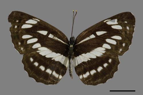 Neptis hylas luculenta[琉球三線蝶][00093849]