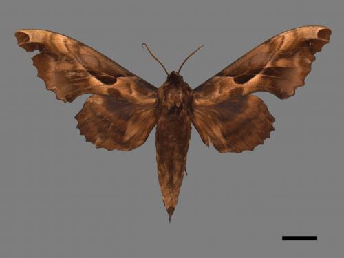 Phyllosphingia dissimilis[盾斑天蛾][00017042]