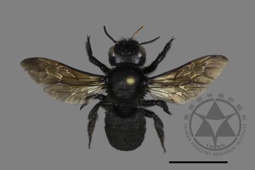 Megachile atrata[00197159]