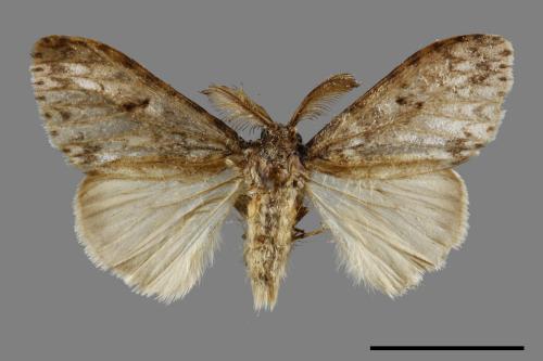 Lymantria grisea kosemponis[L紋褐毒蛾][00051436]