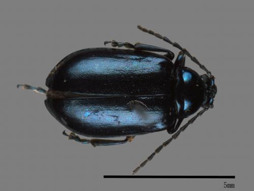 <已分類>Family：Chrysomelidae[金花蟲科][00084115]