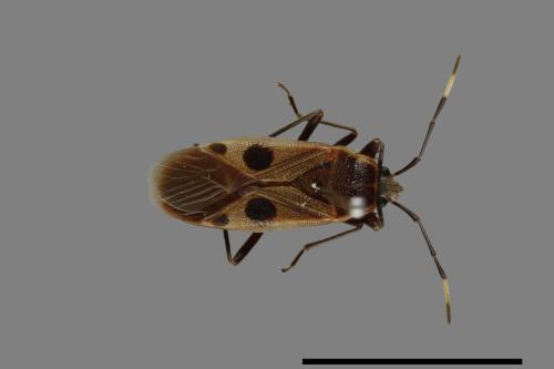 Physopelta parviceps[東亞斑紅椿][00040264]