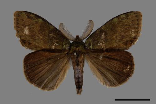 Ilema olivacea[角斑毒蛾][00053658]